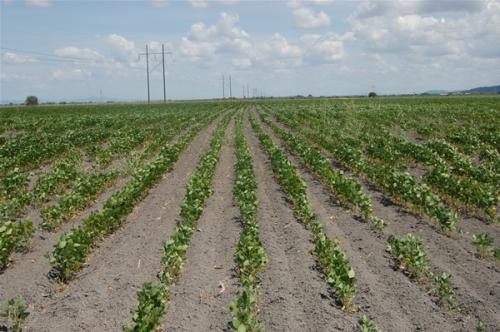 Sembrarán soya, sorgo y maíz en 31 mil hectáreas
